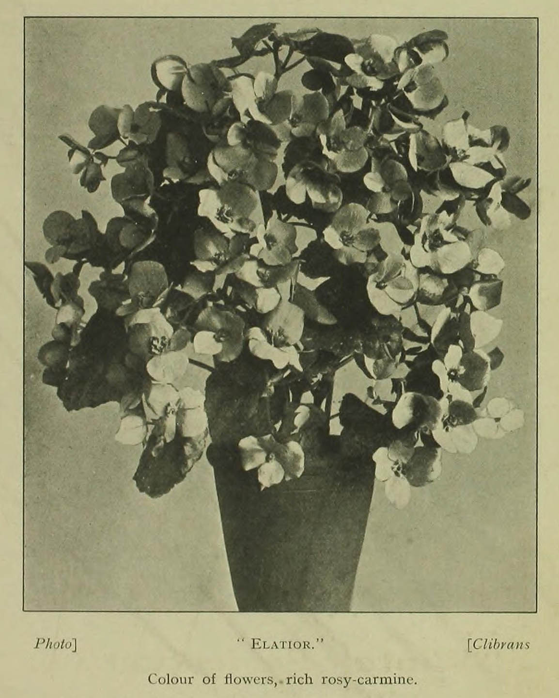 B. ‘Elatior’